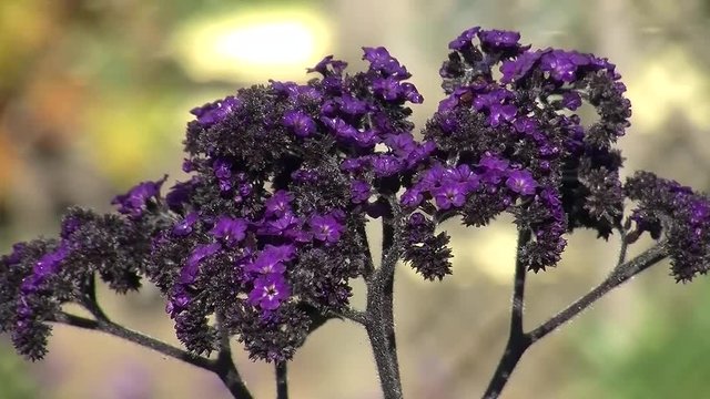 Vanilleblume bewegt sich im Wind