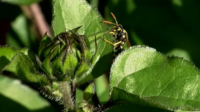 Eine Wespe krabbelt den Stiel der Sonnenblume bis zur Bl&uuml;te entlang (Makro)