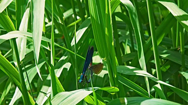 A pair of dragonflies Beautiful Demoiselle (Calopteryx virgo) copulate