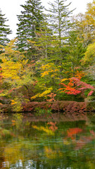 軽井沢の紅葉　雲場池　スワンレイク