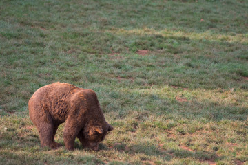 Brown bear in Cabarceno Natural Park, Spain