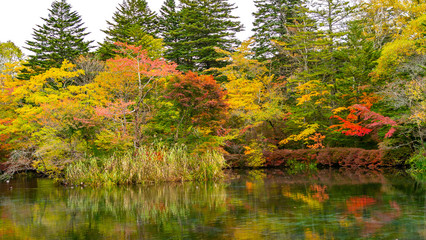 軽井沢の紅葉　雲場池　スワンレイク