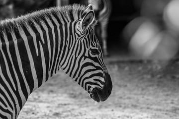 zebra bw