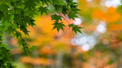 Obraz premium 軽井沢の紅葉の中の緑の葉 雲場池 スワンレイク