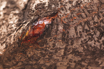 frozen resin on a tree close-up, on a blurred background