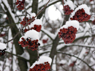 Forest in winter