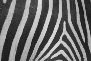 Fototapeta na wymiar zebra bw