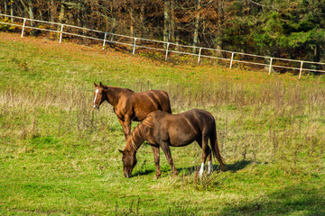 piękne konie na łące, jesień  © VinyLove Foto