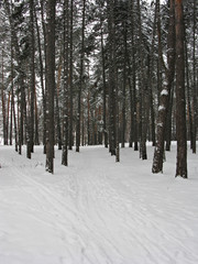 Forest in winter