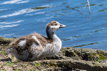 Young Egyptian Geese (alopochen aegyptiaca)