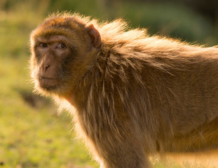 Simios en parque Natural de Cabarceno