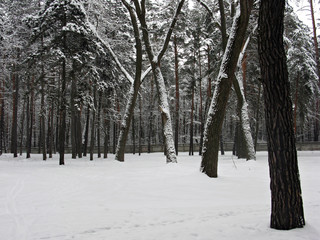Forest in winter