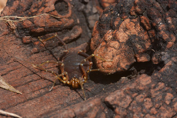 Insectos