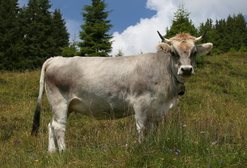 graue kuh mit hörnern.