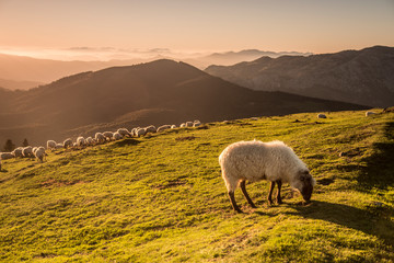 Sheeps eating grass in the mountains in the basque country