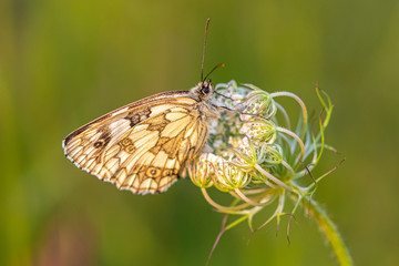 Marbled white butterfly (Melanargia galathea) resting on wildflowers in early evening dusk sunset