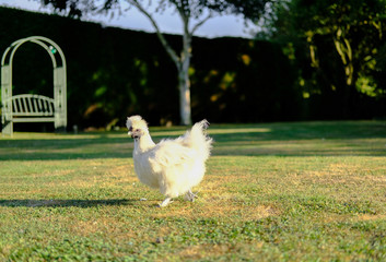 Domestic silkie hen seen looking for food in a dry, summer garden during the evening.