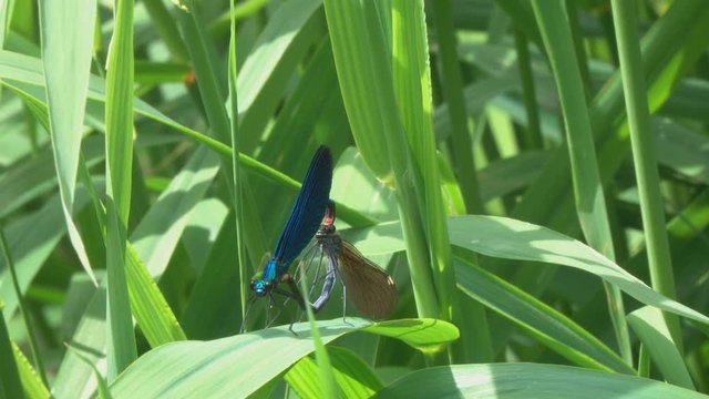 A pair of dragonflies Beautiful Demoiselle (Calopteryx virgo) copulate