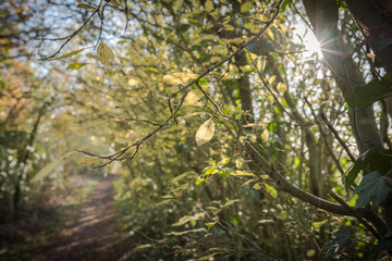 Detail of an empty forest footpath seen at the edge of the forest, showing detail of the autumn leaves taken just before sunset.