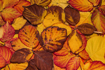 Fallen yellow, orange, brown and red BlackBerry leaves, autumn background. Leaves closeup. Selective focus.