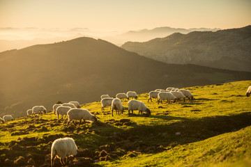 Sheeps eating grass in the mountains in the basque country