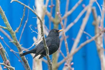 Amsel