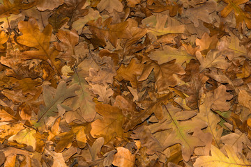 Fallen oak leaves, autumn background. Leaves closeup. Selective focus.
