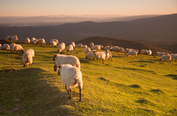 Sheeps eating grass in the mountains in the basque country