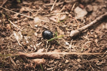 A close up portrait of a black dung beetle between the forest debris on a dirt road in the woods.