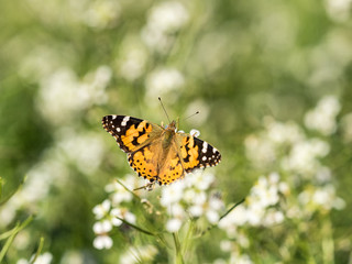 Mariposa vanessa cardui entre las flores