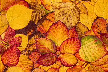 Fototapeta premium Fallen yellow, orange, brown and red BlackBerry leaves, autumn background. Leaves closeup. Selective focus.