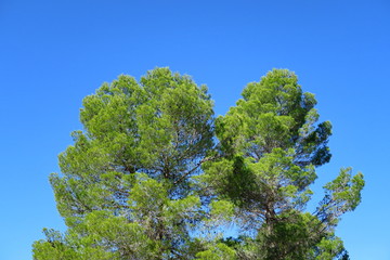 Pin parasol vert et ciel bleu