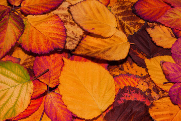 Fallen yellow, orange, brown and red BlackBerry leaves, autumn background. Leaves closeup. Selective focus.