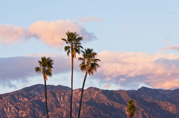 Fototapeta na wymiar San Gabriel Mountains and palm trees background in Los Angeles County.