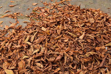 Feuilles mortes en automne