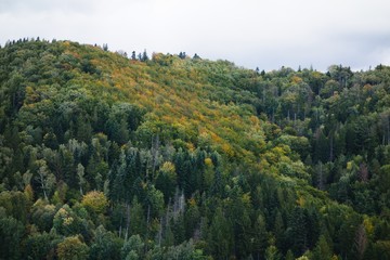 View of coniferous spruce forest in autumn. Beskydy mountains, Czech republic.