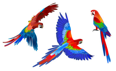 Blue, red and yellow macaw parrot in three positions. Seated - side view, fly - top view, fly - side view. Isolated on a white background. Vector graphics.
