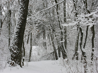 Forest in winter
