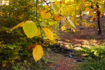 Yellow fall leaves on a branch in forest with colorful forest in background. Beskydy, Czech republic.