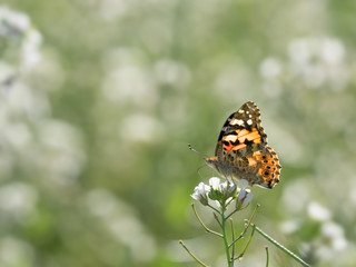 Vanessa Cardui. Mariposa comiendo en una flor. Perfil