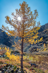 Fototapeta premium View of a single golden tree with sun rays piercing through it and mountains in the background in Altai Republic, Siberia, Russia. Fall 2019