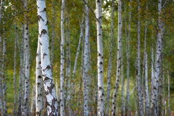 Birch tree trunk close up against an out of focus background
