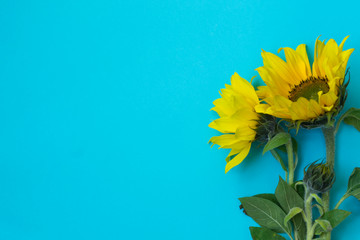 Beautiful sunflowers on a blue background. Bouquets of yellow flowers for the banner. View from...