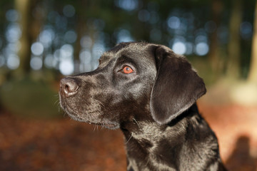Schwarzer Labrador in einem herbstlichen Wald