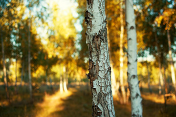 Birch tree trunk close up against a bright yellow background of trees