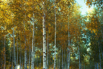 Fototapety  Las brzozowy jesienią, zastosowano filtr vintage