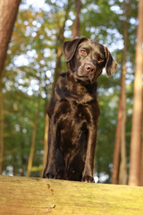 Schwarzer Labrador in einem herbstlichen Wald