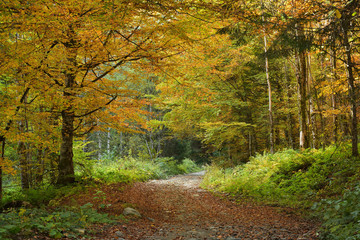 Fototapeta premium Rural path in deep forest, autumn landscape