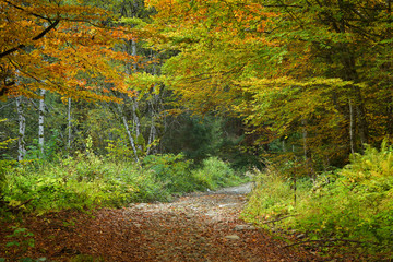 Rural path in deep forest, autumn landscape