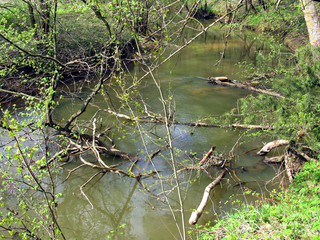 River in spring